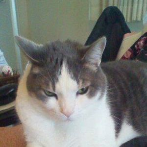 Meet your Posher, Joyce